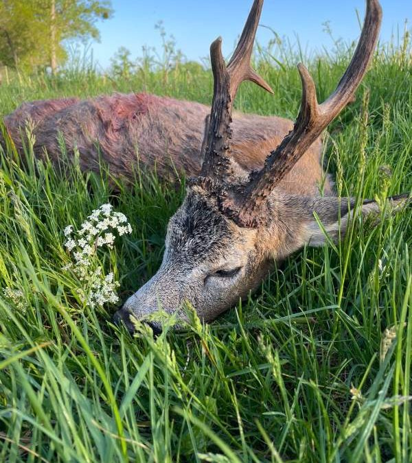 Rehbockjagd Pauschal Angebot auf starke Rehböcke im Süden von Polen