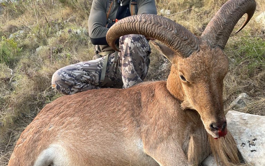 Jagd auf Mähnenschafe in Spanien