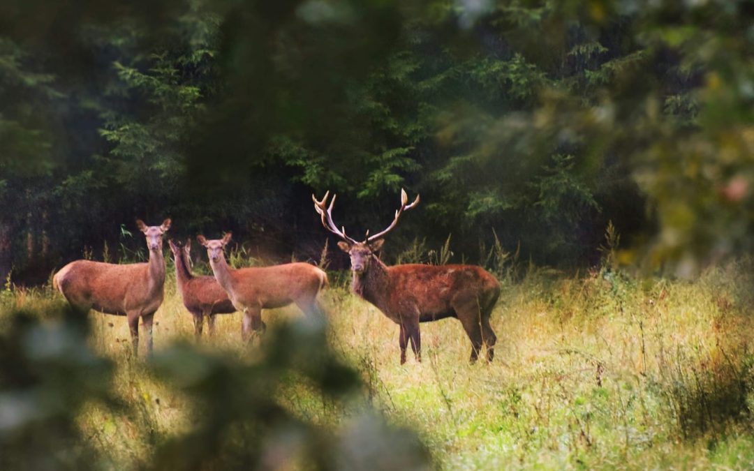 Rothirsch Pauschalangebot inkl. dem Abschuss von 2 Stück Rotkahlwild in Ungarn