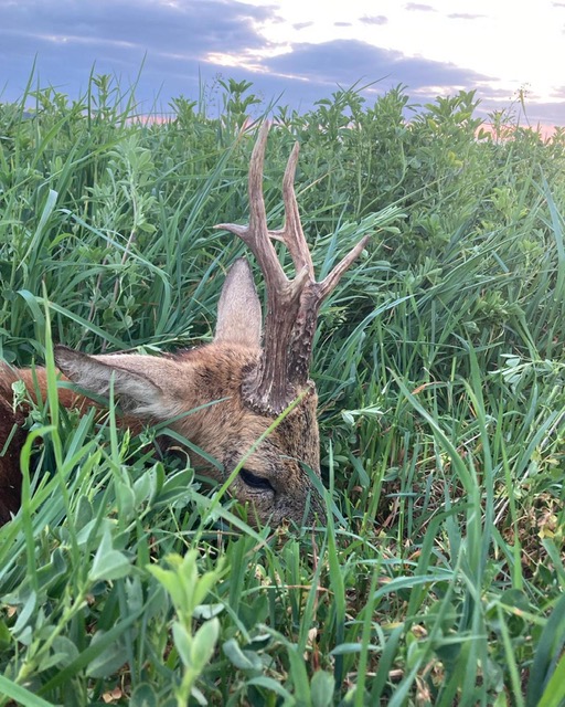 Rehbockjagd Jungjäger Spezial Angebot in Masuren im Norden von Polen