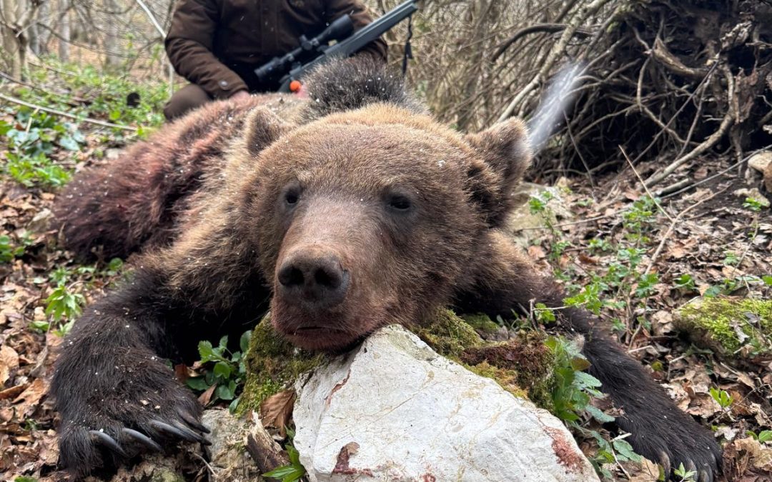 Jagd auf den europäischen Braunbär in Kroatien