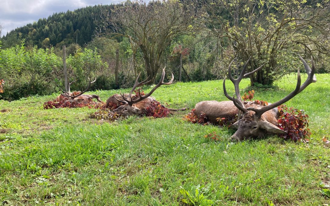 Rothirschjagd Pauschalangebot im Süden von Ungarn