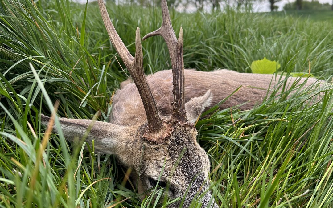 Rehbockjagd Pauschal Angebot inkl. 4 Rehböcke ohne Gewichtsbegrenzung in Polen / grenznahe Reviere