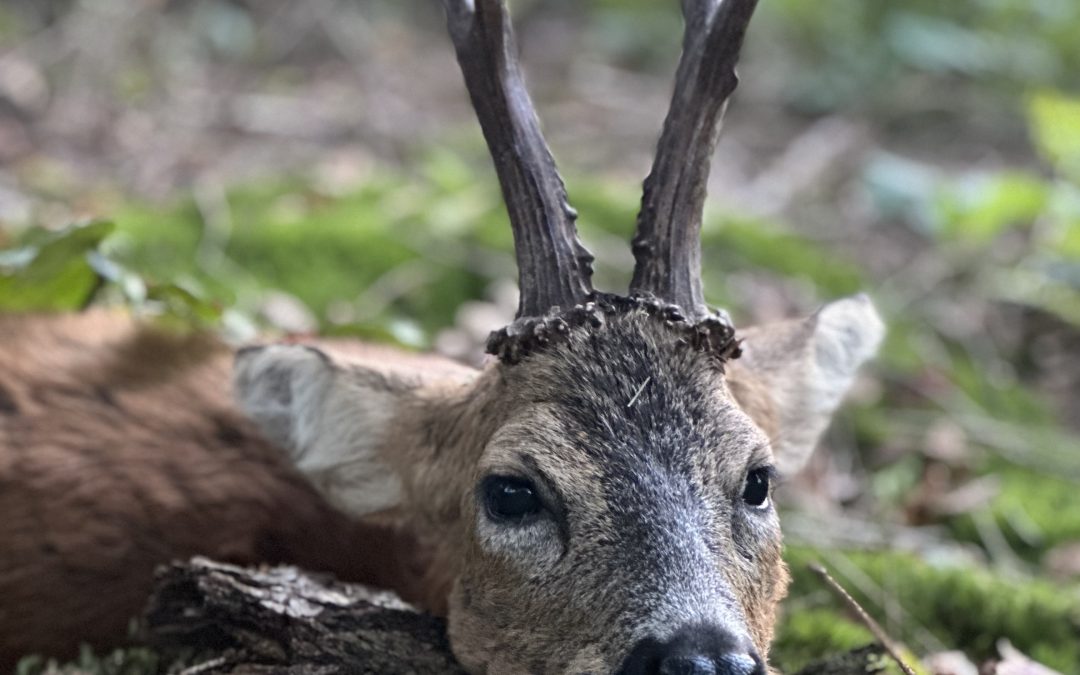 Rehbock Pauschal Jagd in den Masuren im Norden von Polen