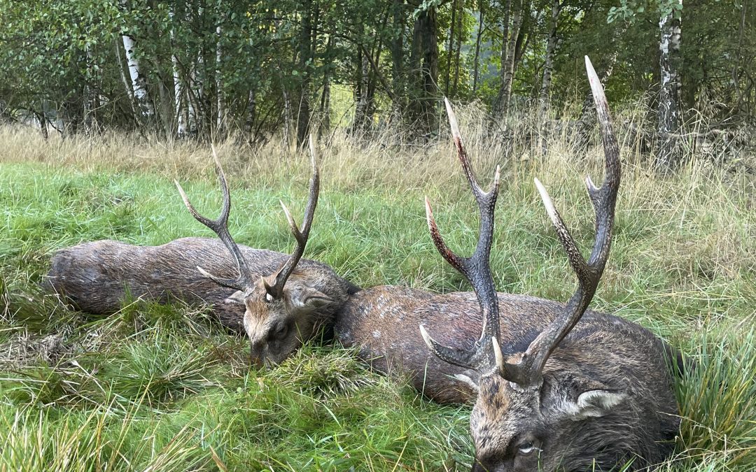 Jagd auf Sikahirsche in Tschechien