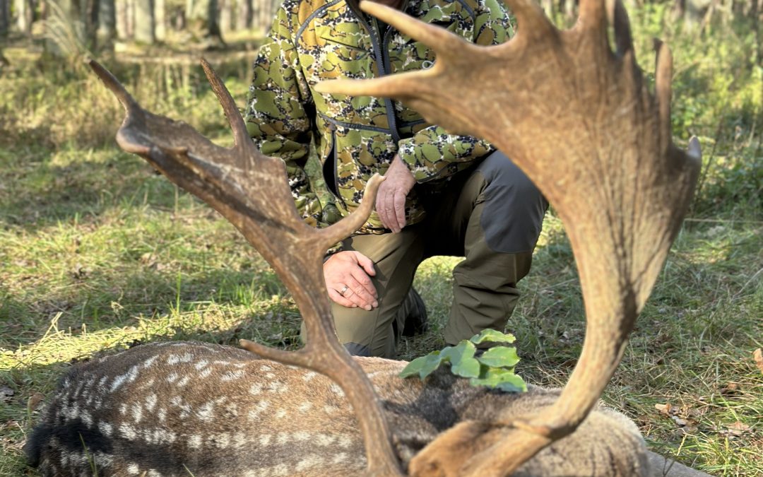 Damhirsch Pauschal Angebot in Zentral Polen