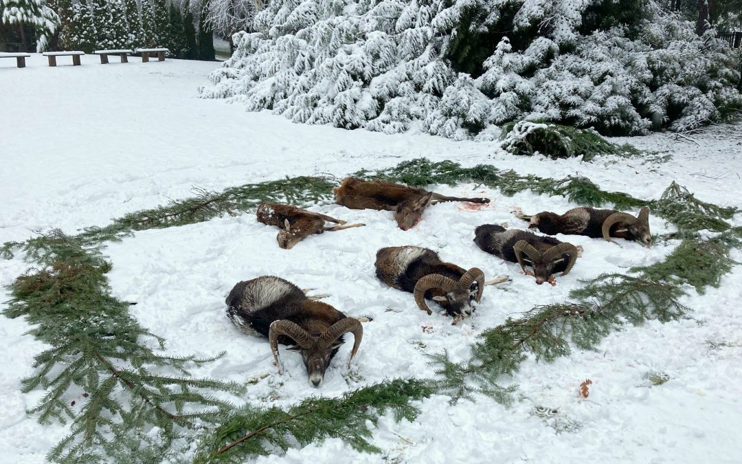 Muffelwidder im Bakony Gebirge