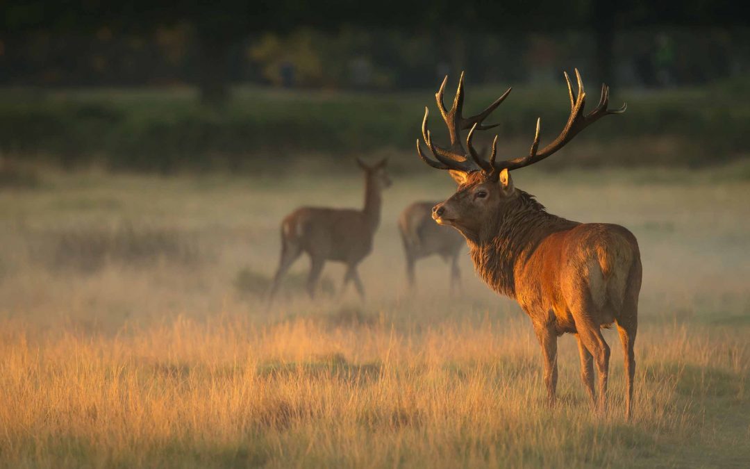 Rothirschjagd Pauschal Angebot in Polen / grenznahe Reviere