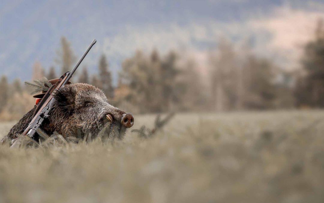 3 Tage Drückjagd auf Schwarzwild und Rotwild in Polen/Masuren Termin 4. – 6. Dezember 2025