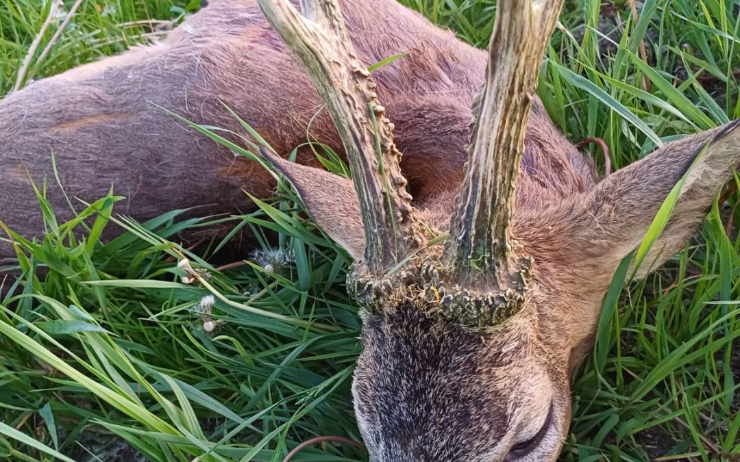 Rehbockjagd Pauschal Angebot auf starke Rehböcke nahe Warschau / Polen / Termin 11. – 13. Mai 2025