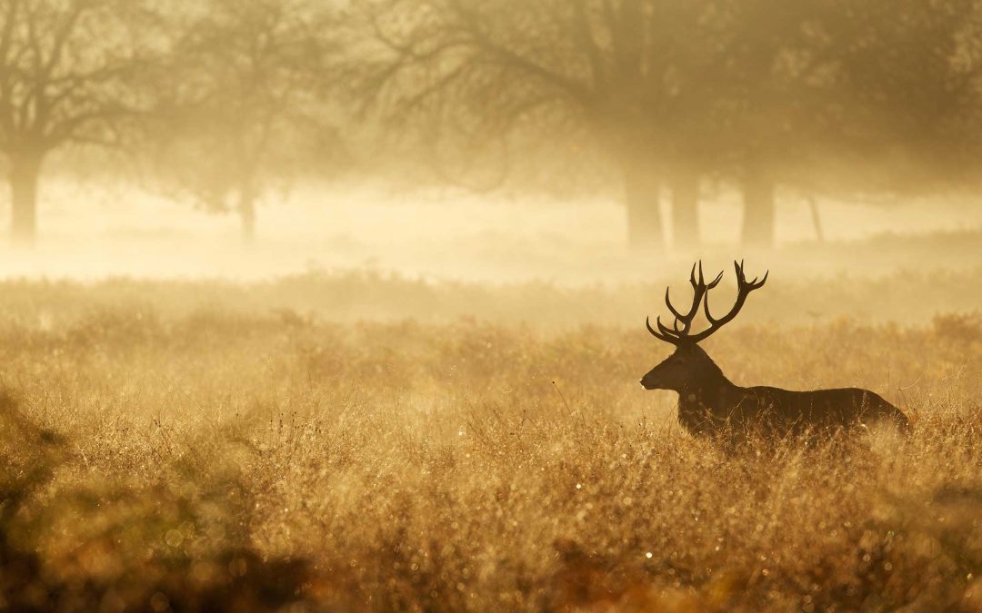 Kahlwildjagd Pauschalangebot in Süd Ungarn